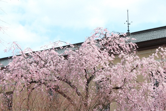 3398-13.3.26一重紅枝垂れ桜　東側旧本館をバックに.jpg